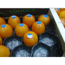 China Goldlieferant perforierte Plastikfrischen Frucht-Behälter gemacht von umweltfreundlichem pp